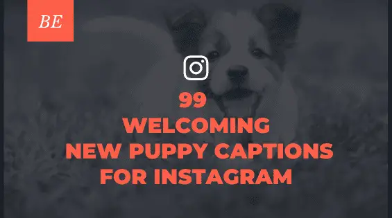 Want To Introduce Your Little Buddy to The World? Choose from Adorable New Puppy Captions!